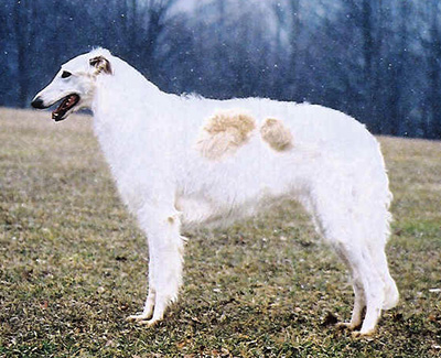 Top Conformation Borzoi 2005